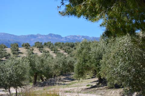 Alcalá de Guadaíra, die Stadt der Bäckereien